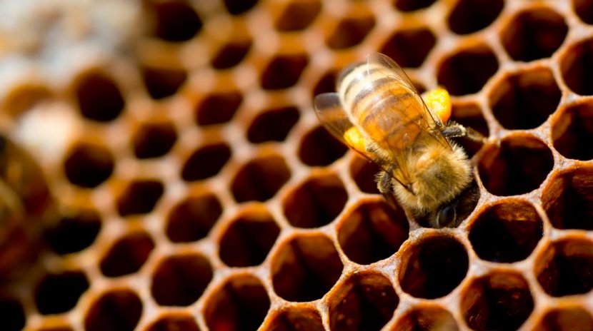 Scientific Beekeeping Equipments